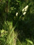 Dactylis glomerata
