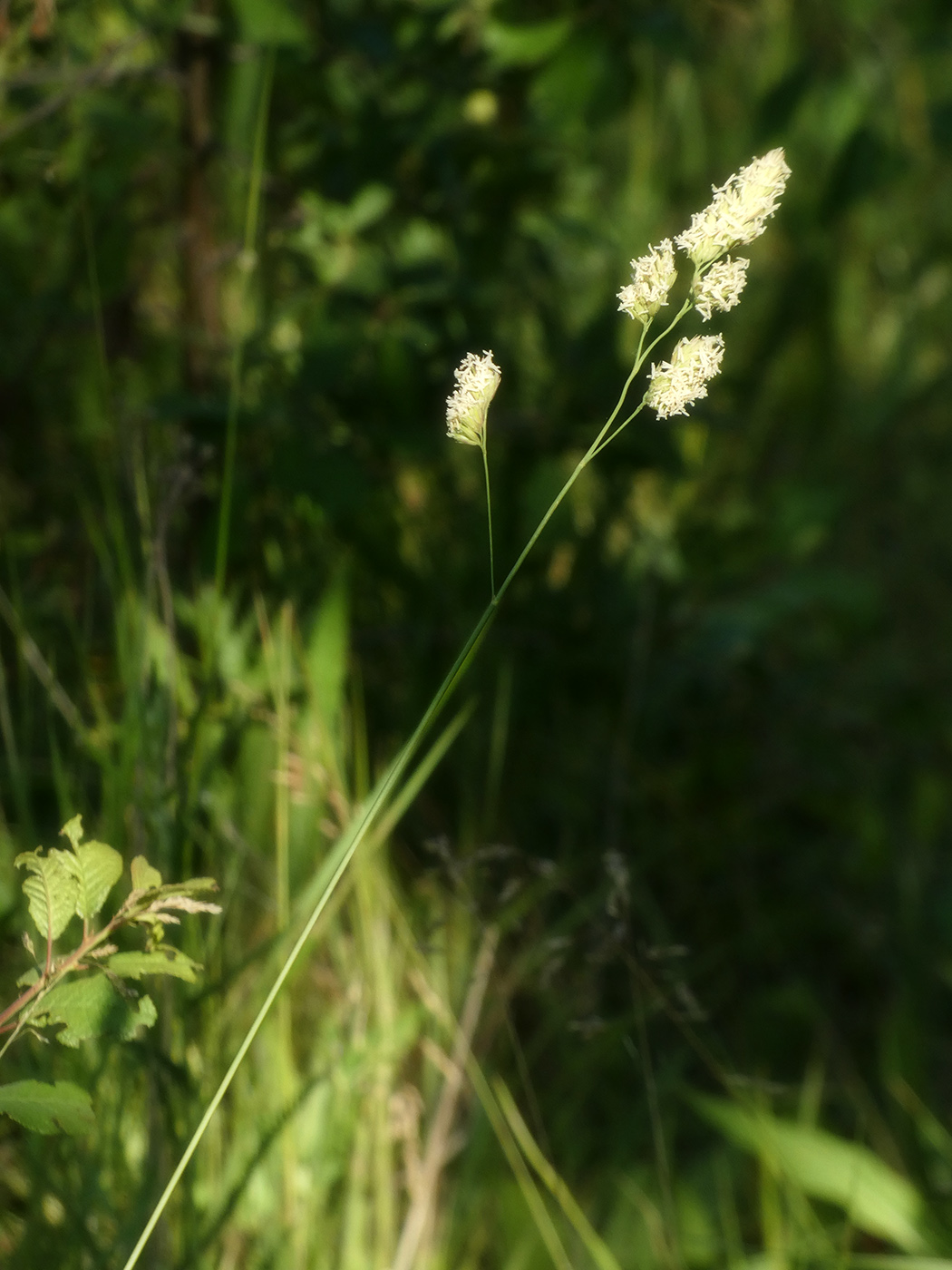 Image of Dactylis glomerata specimen.