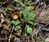 род Draba