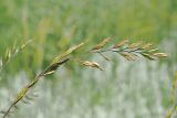 Festuca valesiaca. Соцветие. Ульяновская обл., Мелекесский р-н, дол. р. Бирля, ковыльно-разнотравная степь. 31.05.2024.