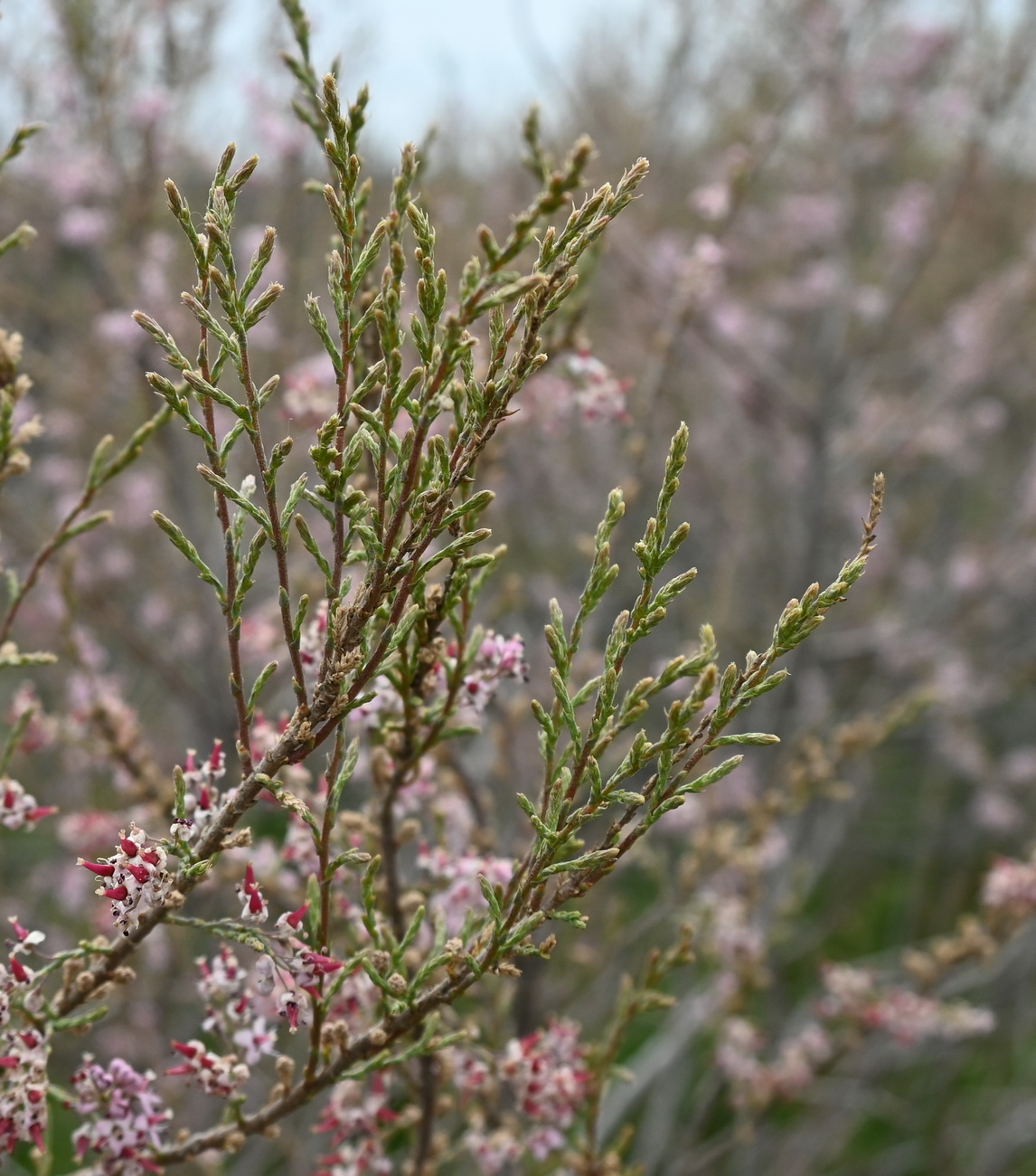 Изображение особи род Tamarix.