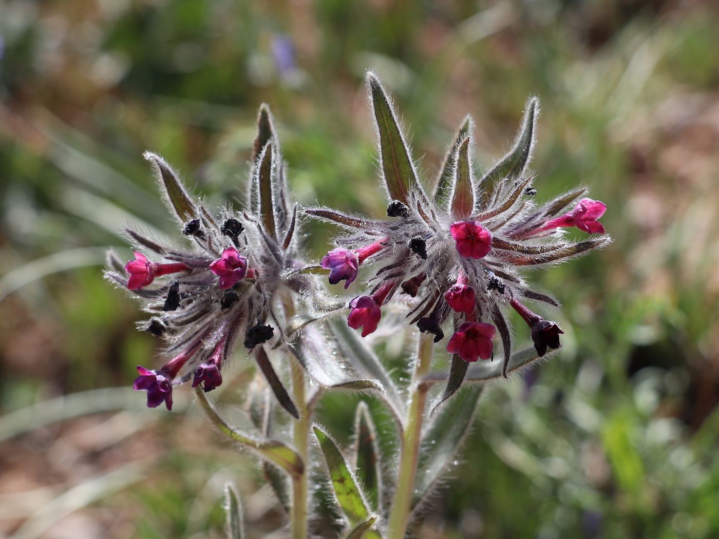 Изображение особи Macrotomia euchroma.