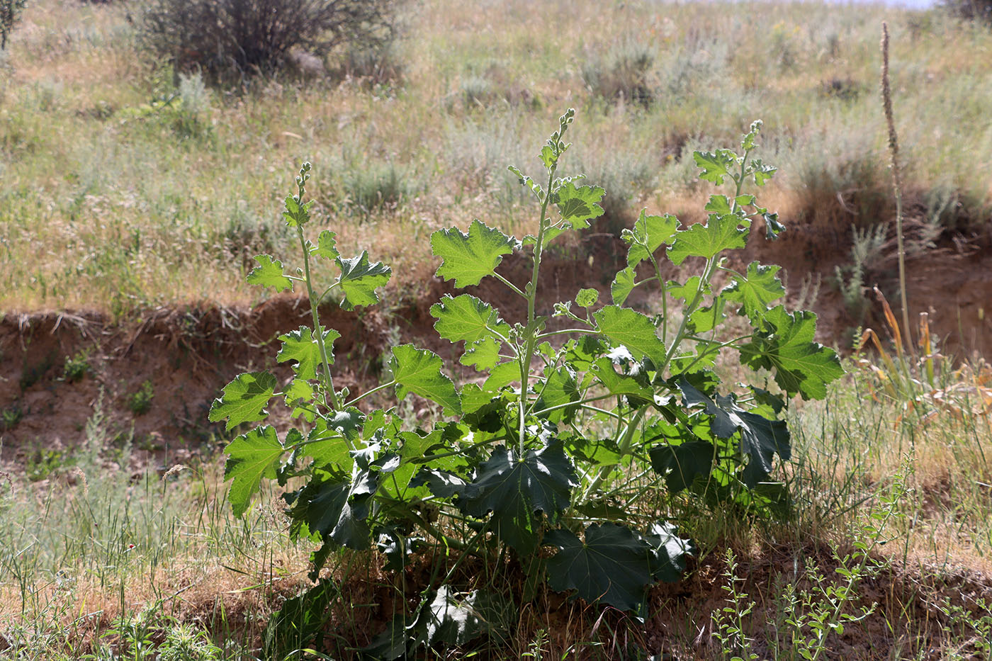 Изображение особи Alcea nudiflora.