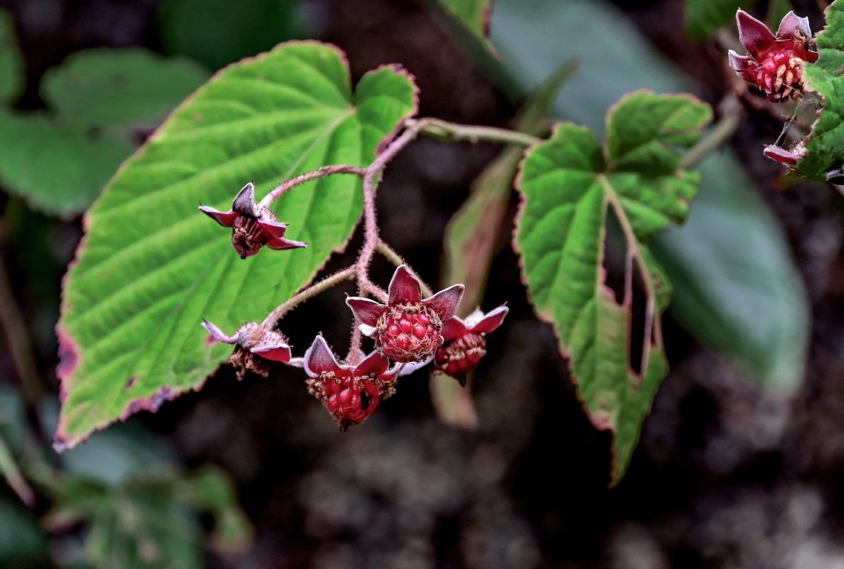 Изображение особи Rubus swinhoei.