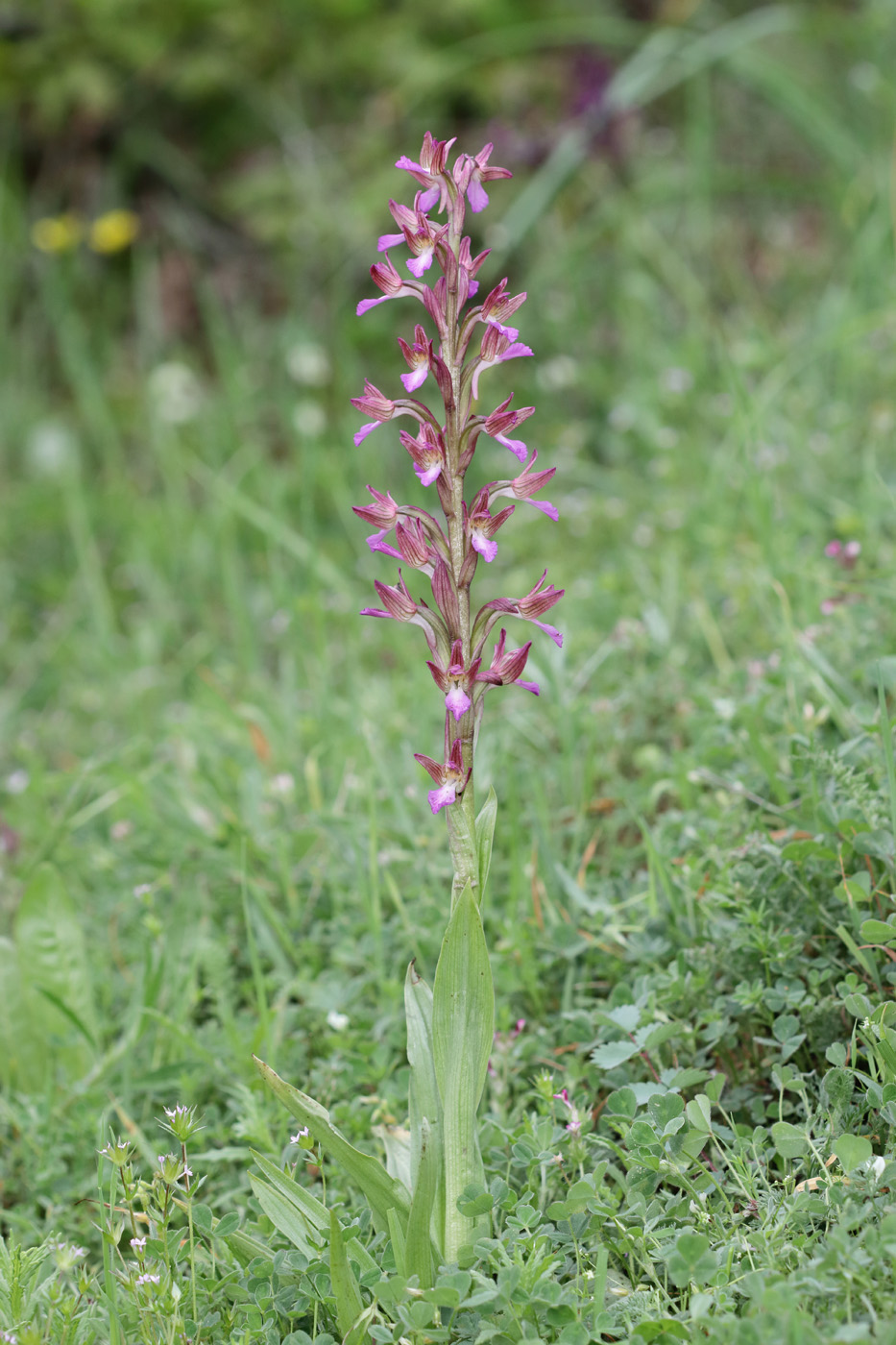 Изображение особи Anacamptis papilionacea ssp. schirwanica.
