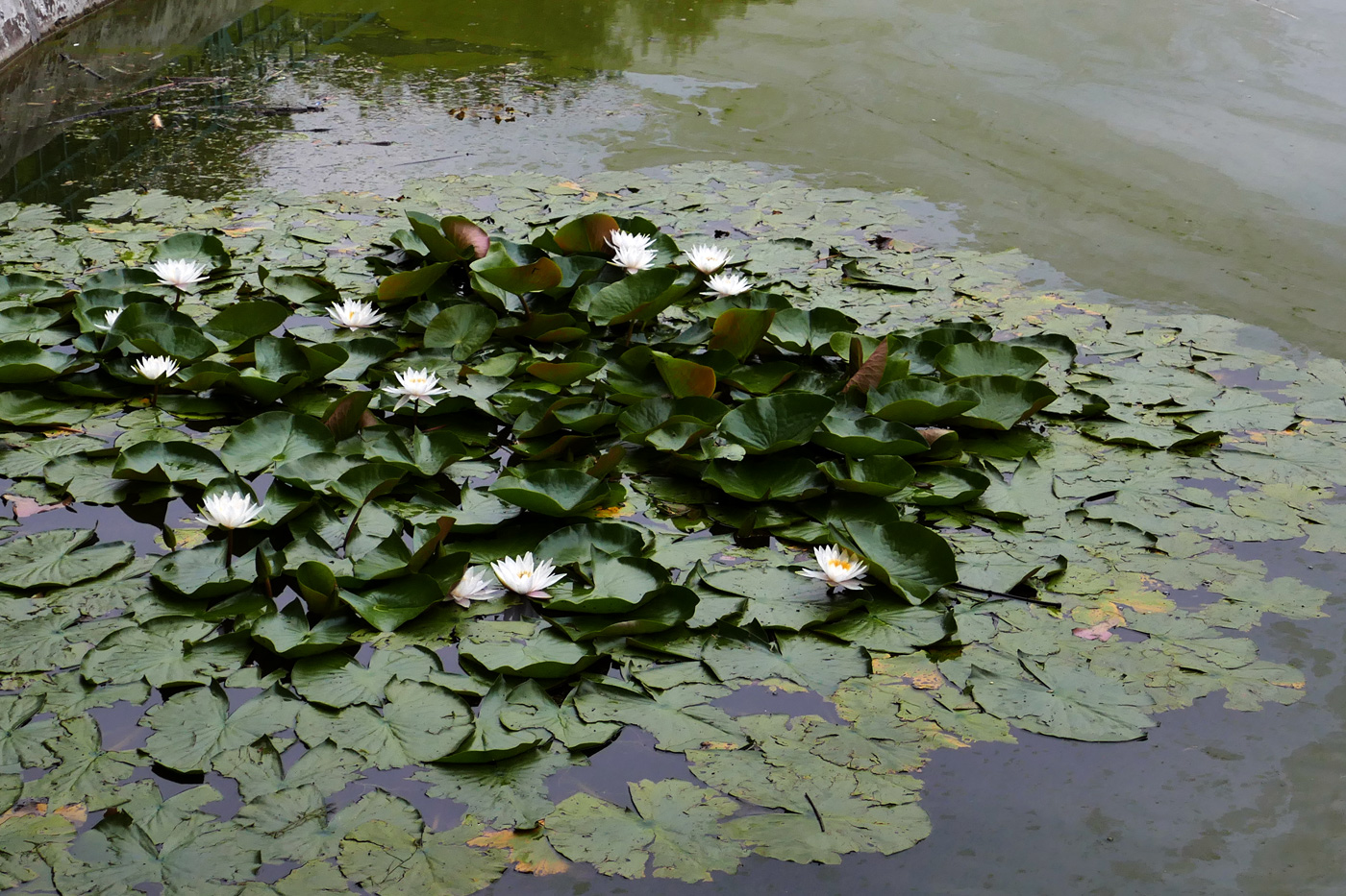 Image of genus Nymphaea specimen.
