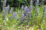 Ajuga multiflora. Цветущие растения. Приморский край, Уссурийский гор. округ, окр. с. Монакино, широколиственный лес, лесная дорога на небольшой сопке. 31.05.2025.