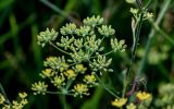 Foeniculum vulgare
