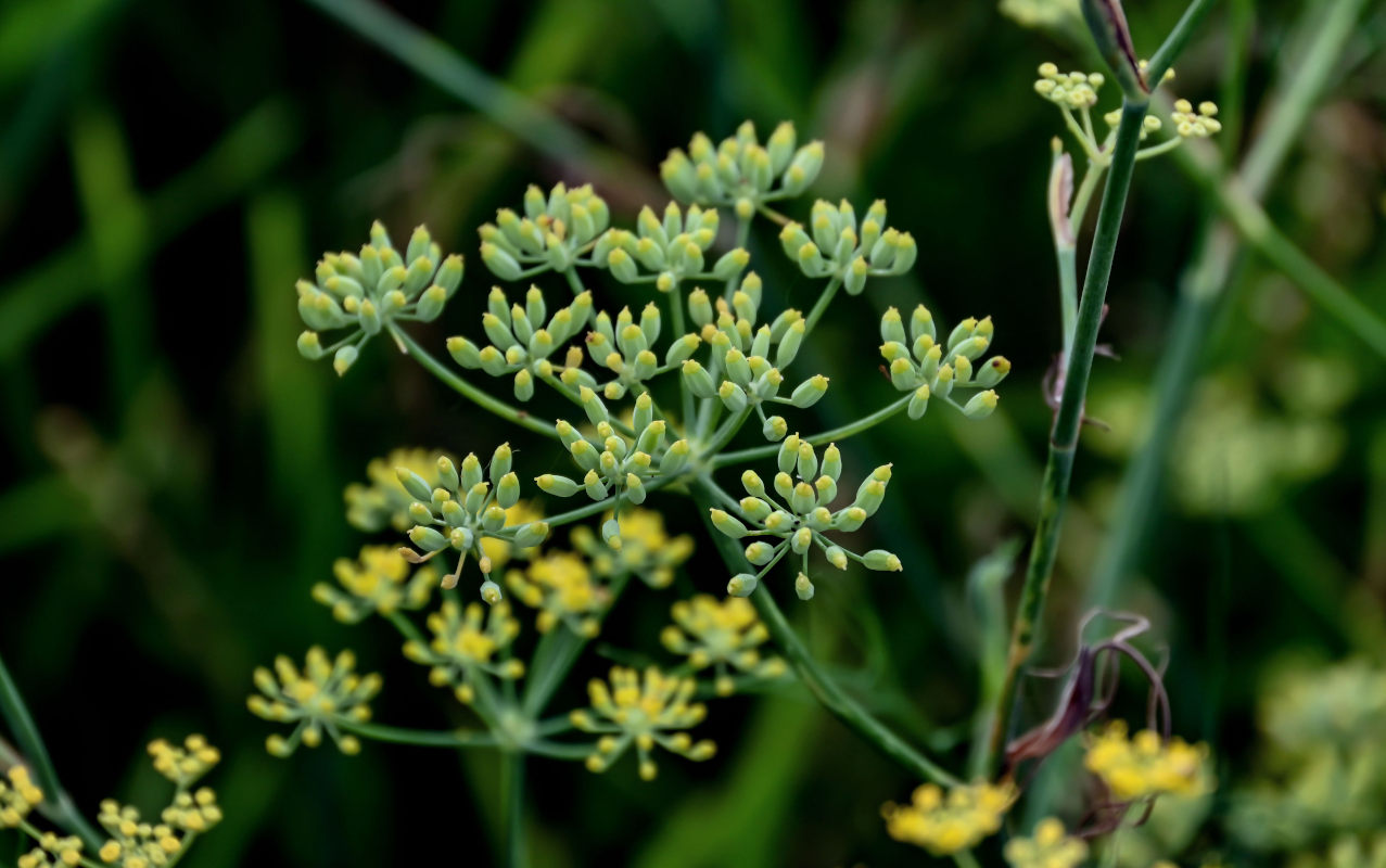 Image of Foeniculum vulgare specimen.