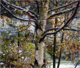 Betula pendula. Средняя часть ствола с основаниями ветвей. Московская обл., Раменский р-н, окр. дер. Хрипань, садовый участок. 08.10.2015.