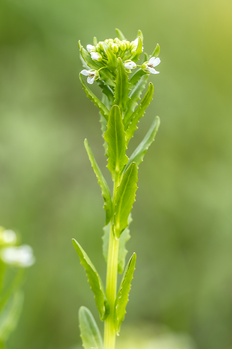 Изображение особи Thlaspi arvense.