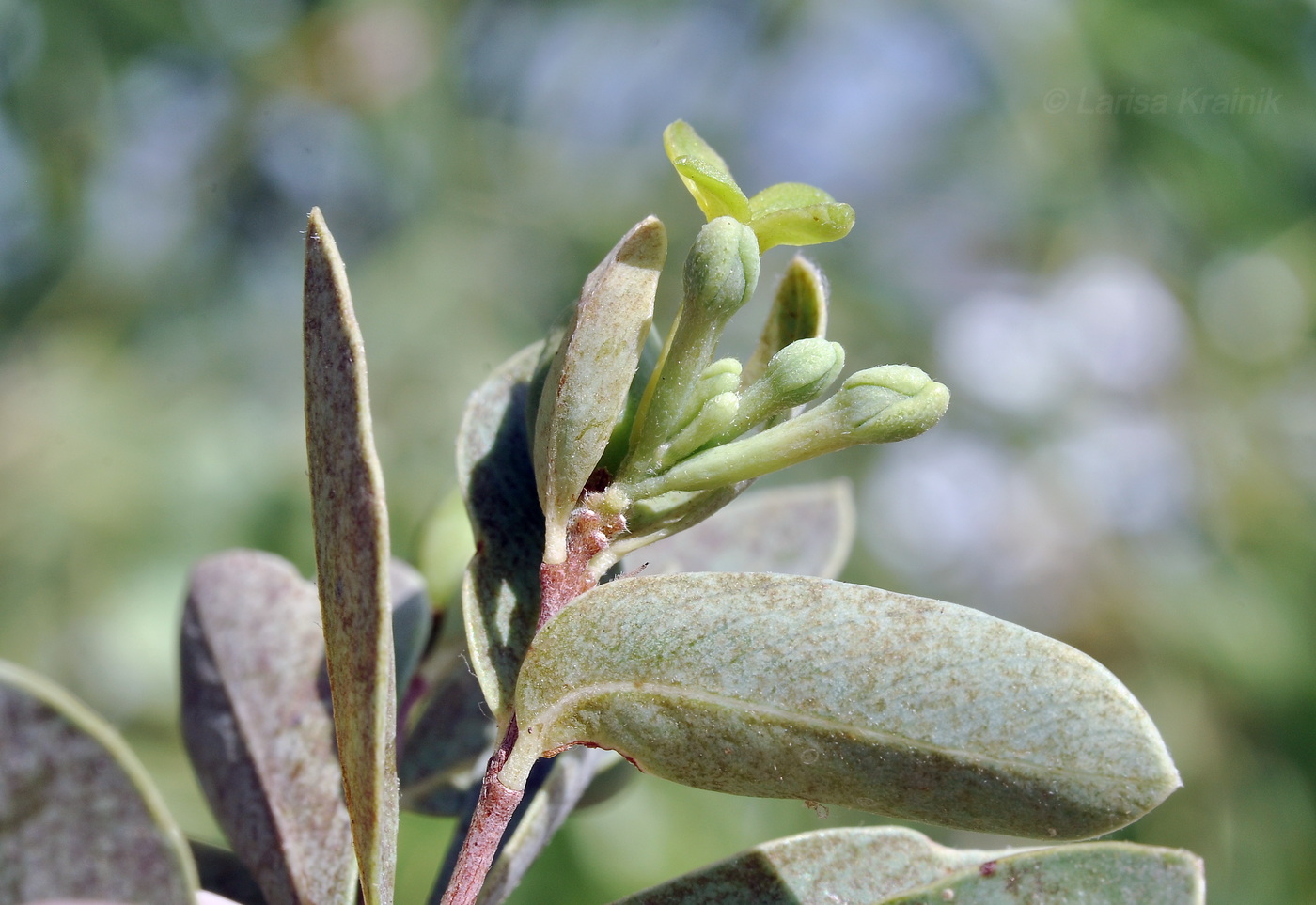 Image of Unknown species specimen.