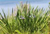 Iris oxypetala. Цветущие растения. Приморский край, Хасанский р-н, юго-западный берег бухты Рейд Паллада, окр. мыса Мраморный, морская терраса, антропогенная лужайка. 15.05.2026.