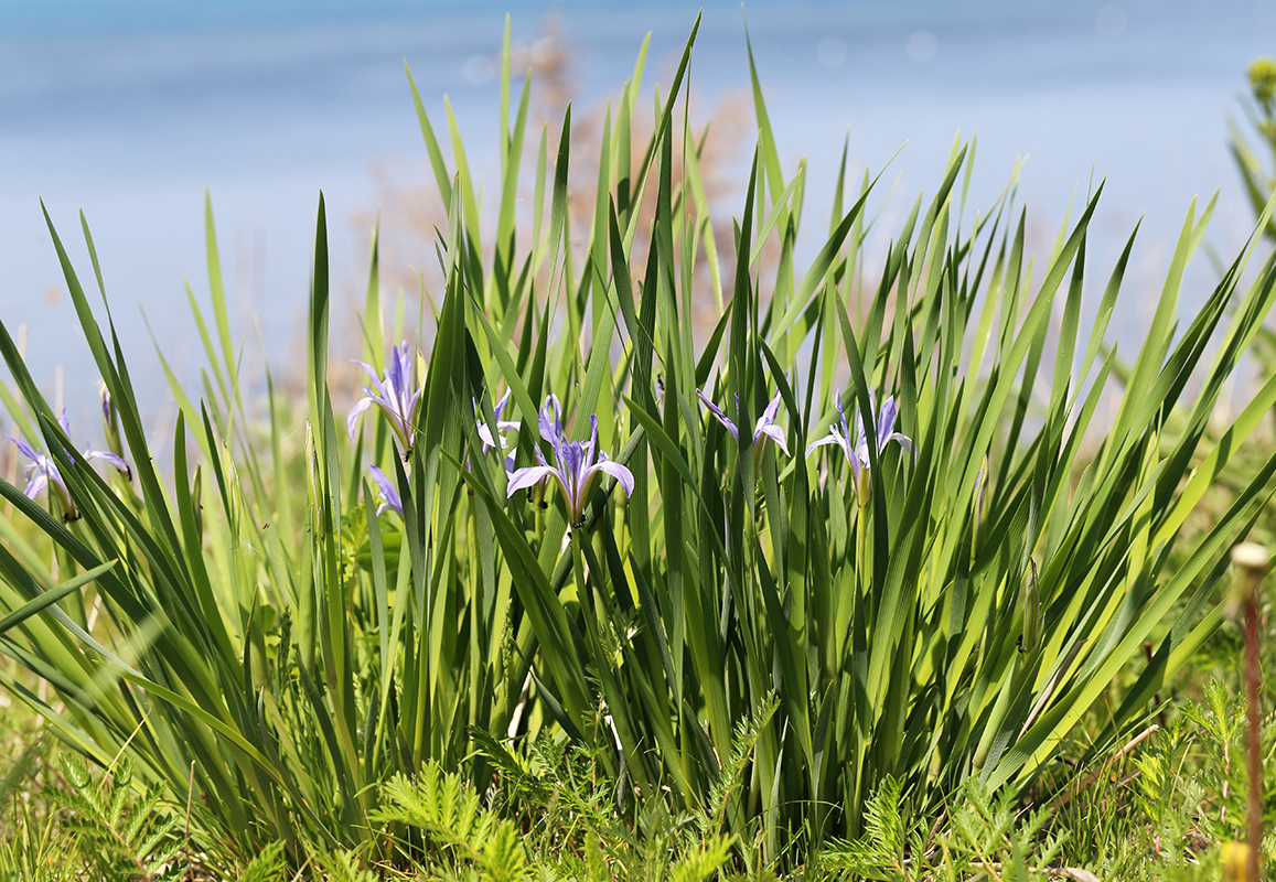 Изображение особи Iris oxypetala.
