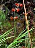 Crocosmia × crocosmiiflora