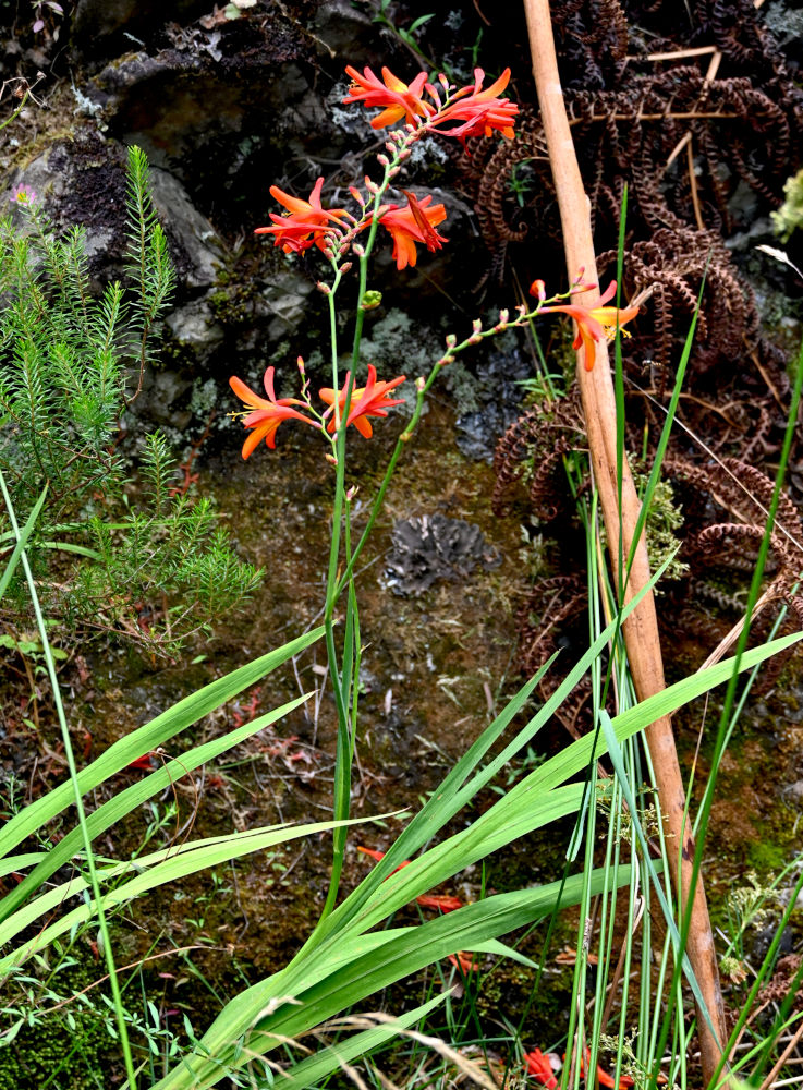 Изображение особи Crocosmia × crocosmiiflora.