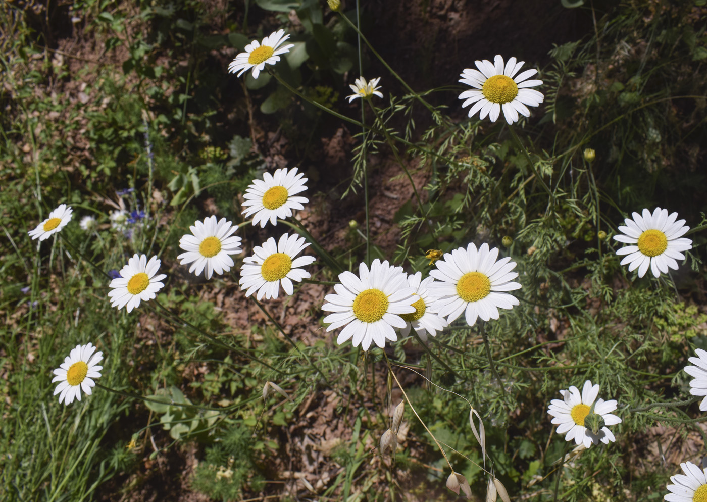 Image of Anthemis triumfetti specimen.