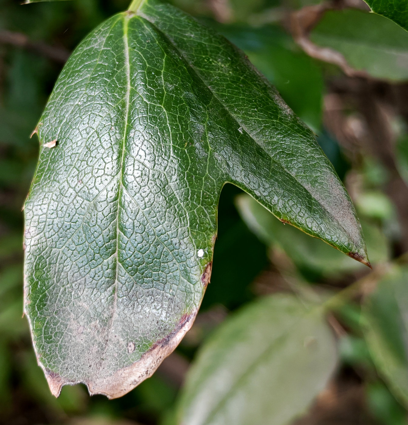 Image of Mahonia aquifolium specimen.