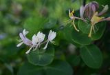 genus Lonicera