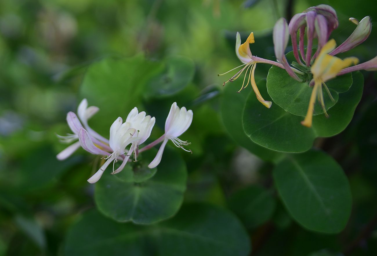 Image of Lonicera caprifolium specimen.