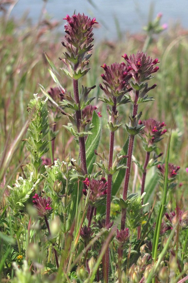 Image of Parentucellia latifolia specimen.