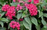 Pentas lanceolata. Верхушки побегов с соцветиями. Китай, пров. Ганьсу, г. Чжанъе, в культуре. 03.06.2025.