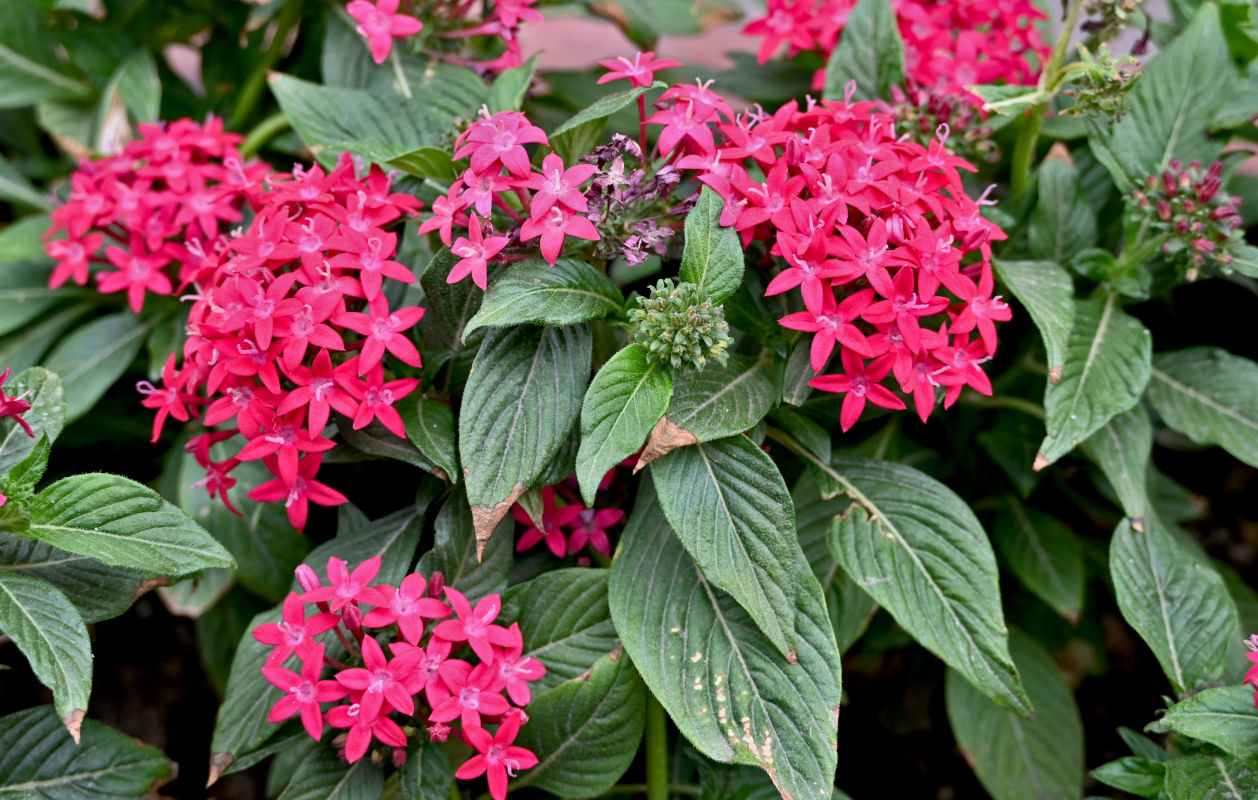Изображение особи Pentas lanceolata.