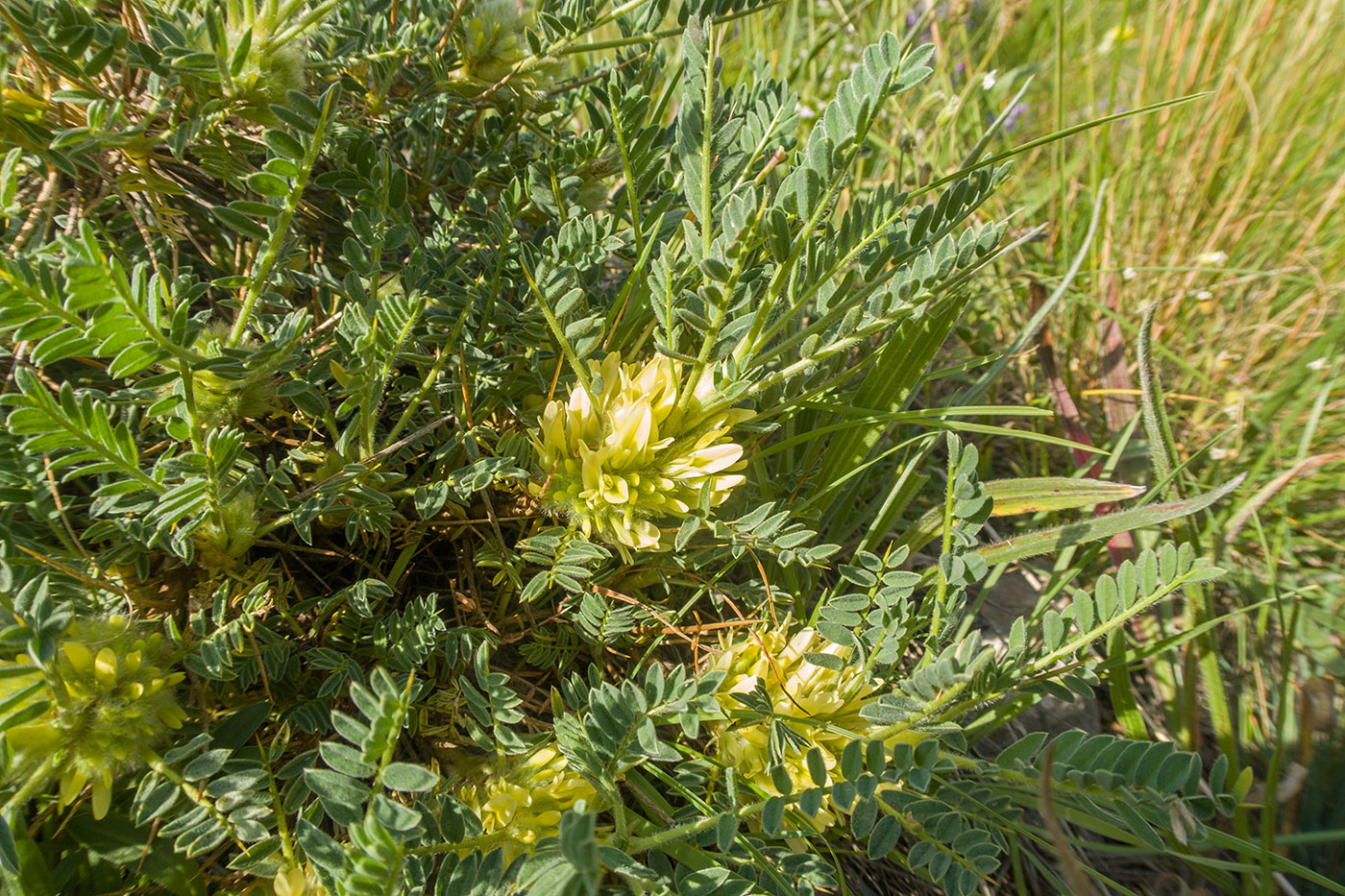 Image of Astragalus aureus specimen.