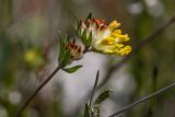 genus Anthyllis