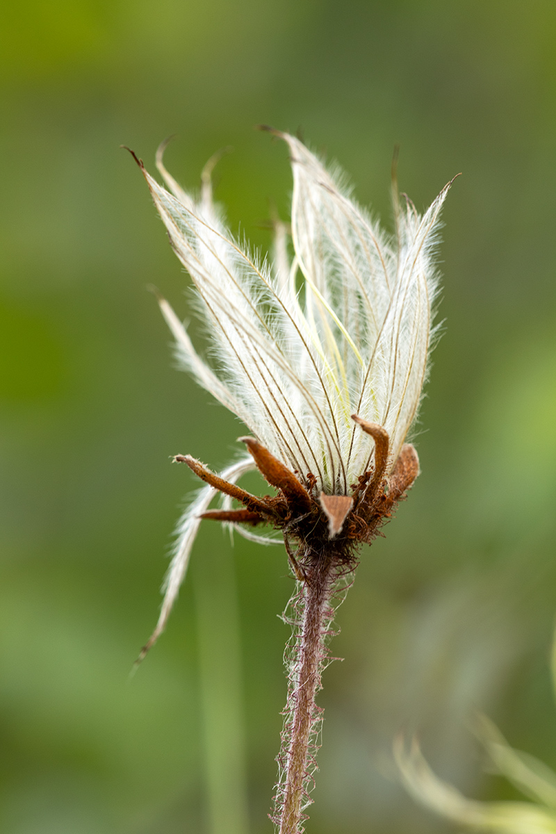 Image of Dryas caucasica specimen.
