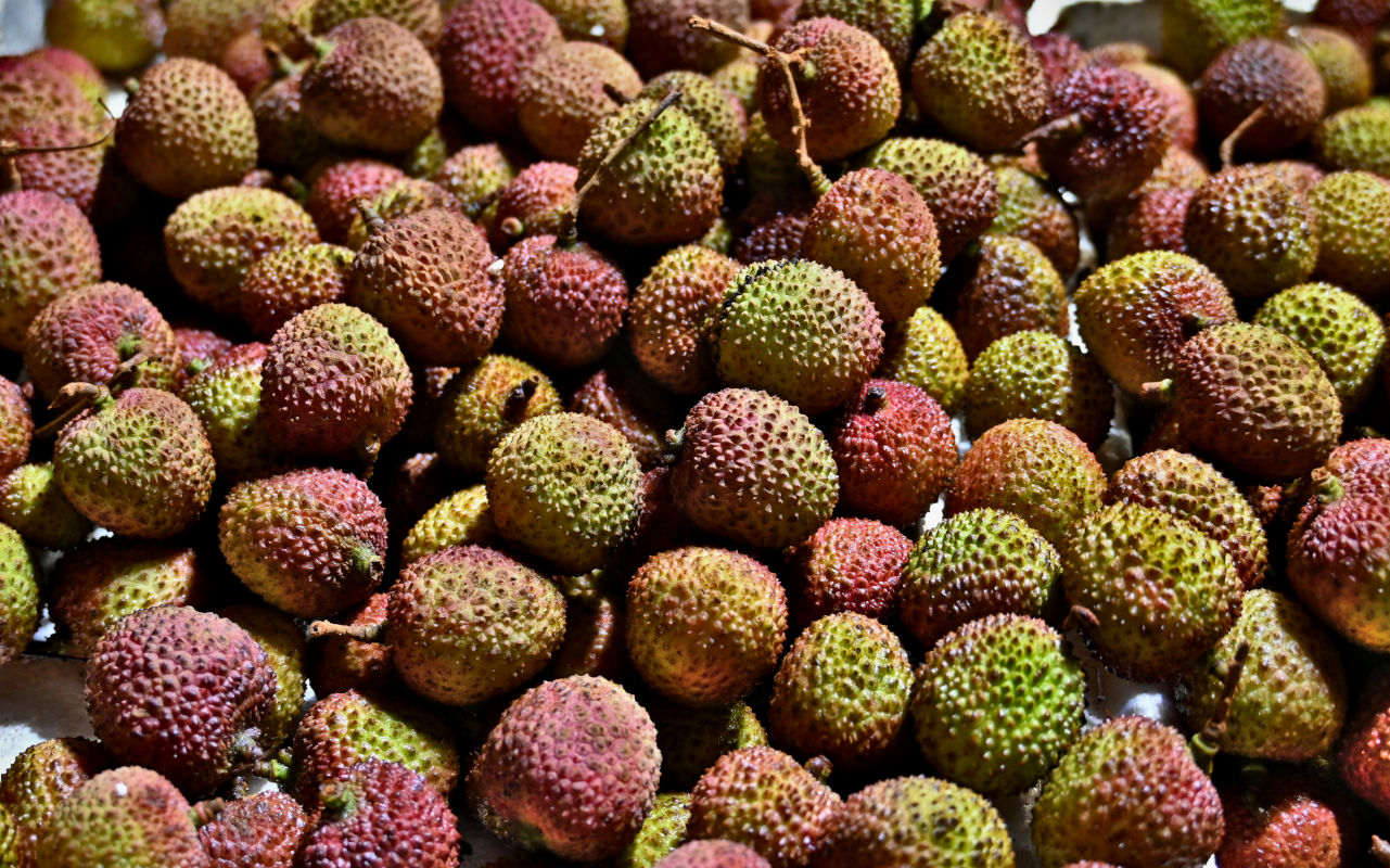 Image of Litchi chinensis specimen.