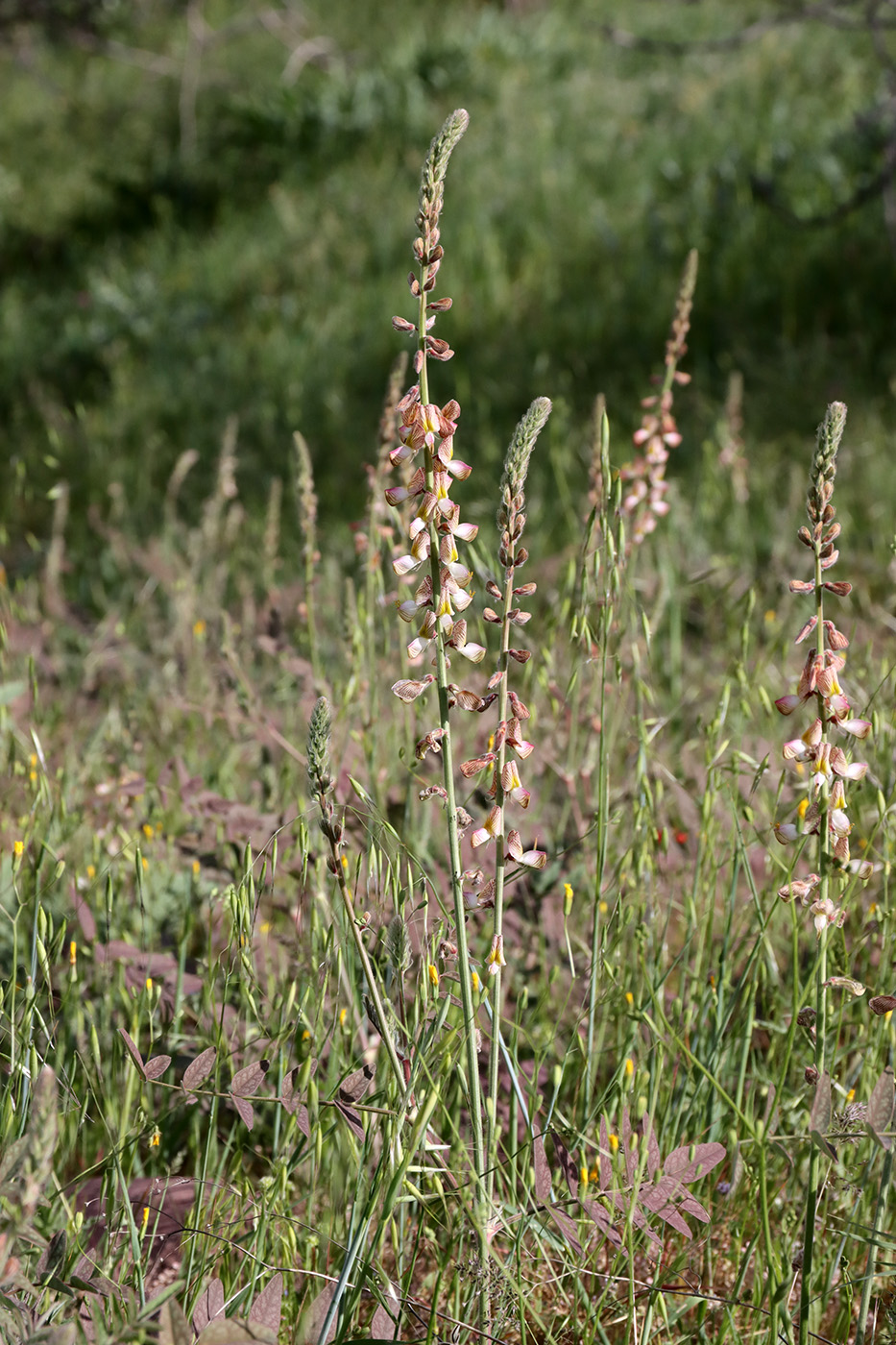 Image of Onobrychis chorassanica specimen.
