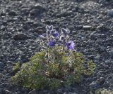 Delphinium caucasicum