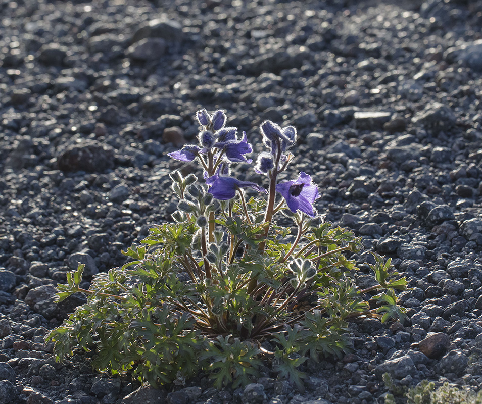 Image of Delphinium caucasicum specimen.