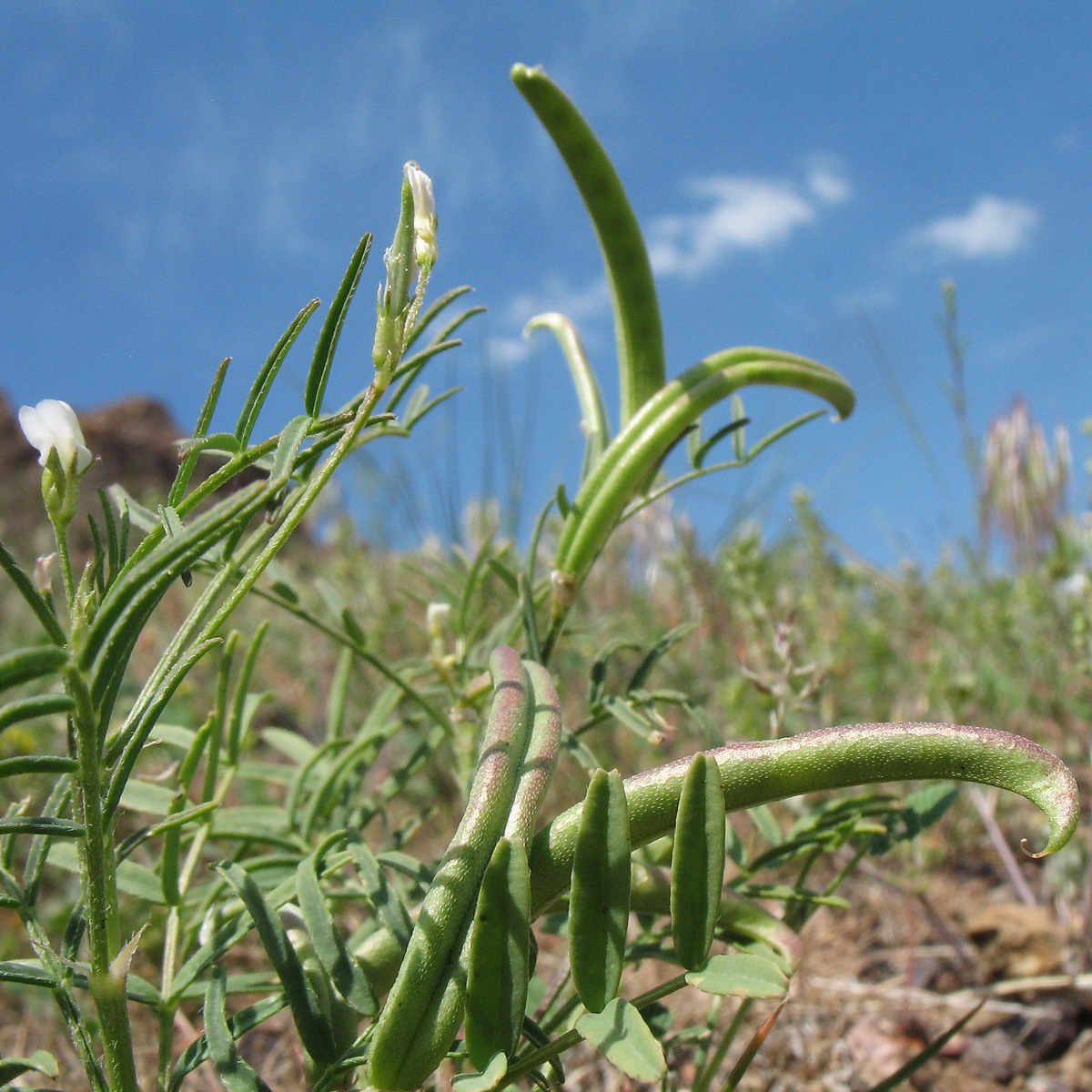 Image of Astragalus campylorhynchus specimen.