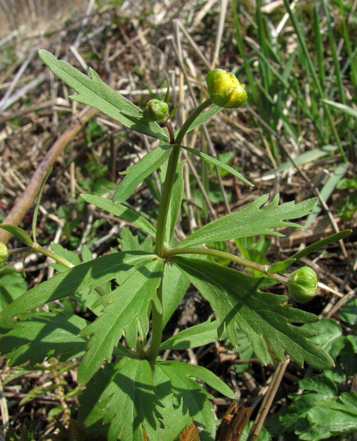 Изображение особи Ranunculus cassubicus.