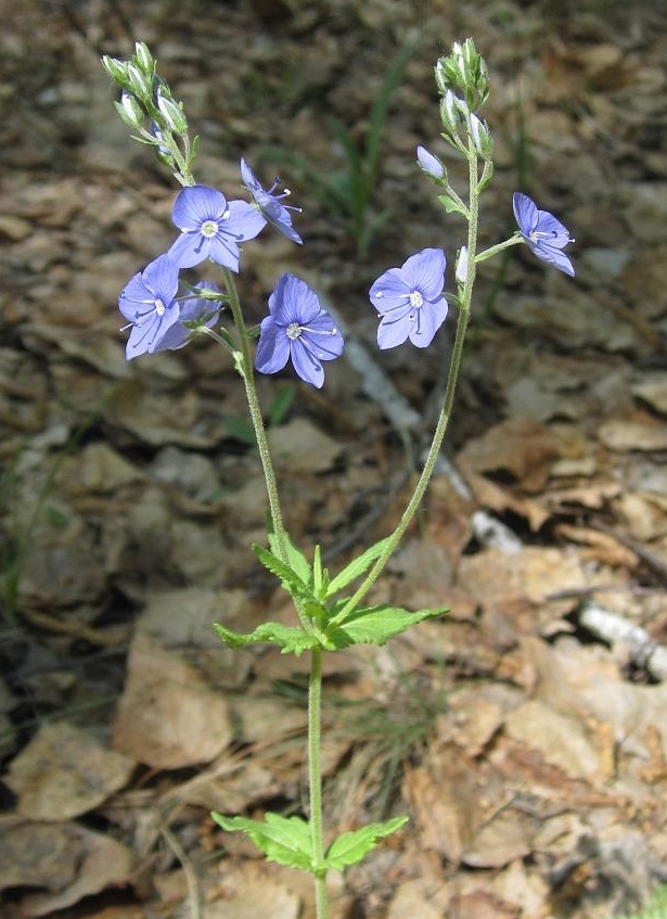 Image of Veronica krylovii specimen.