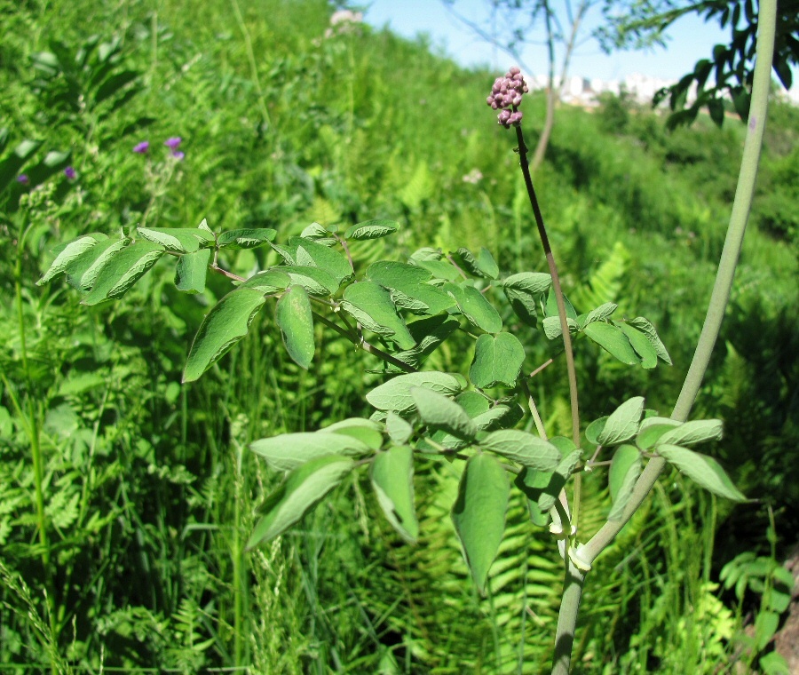 Image of Thalictrum aquilegiifolium specimen.