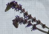 Salvia betonicifolia. Верхушки соцветий. Украина, Днепропетровская обл., балка в верховьях р. Самоткани. 04.06.2011.