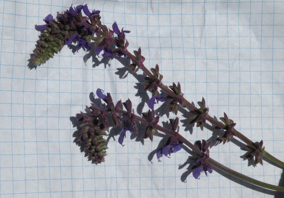 Изображение особи Salvia betonicifolia.