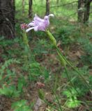 Scorzonera purpurea