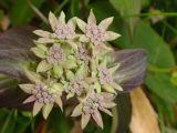 genus Bupleurum