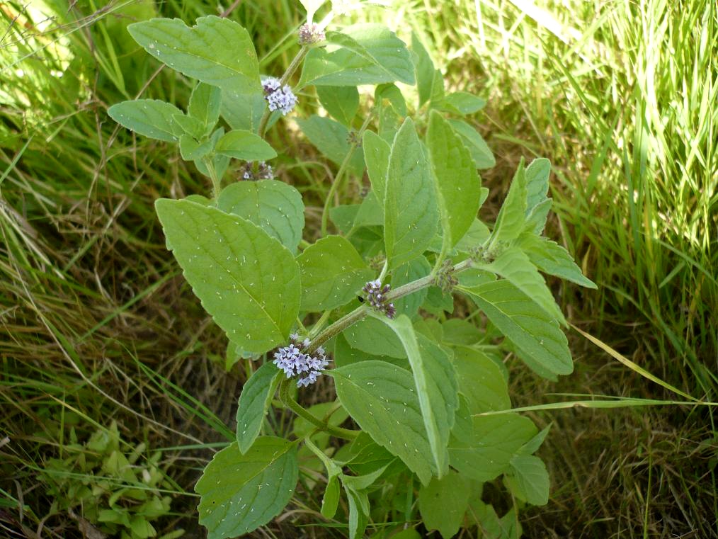 Изображение особи Mentha arvensis.