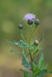 Cirsium setosum