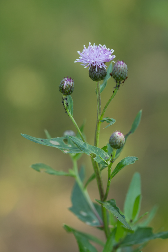 Изображение особи Cirsium setosum.