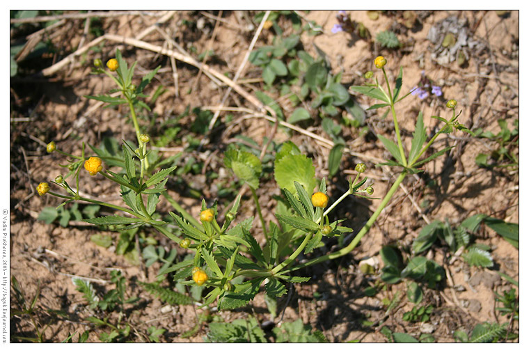 Изображение особи Ranunculus cassubicus.