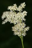 Filipendula ulmaria. Соцветие. Республика Татарстан, Волжско-Камский заповедник. 08.07.2011.