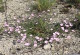 Convolvulus cantabrica