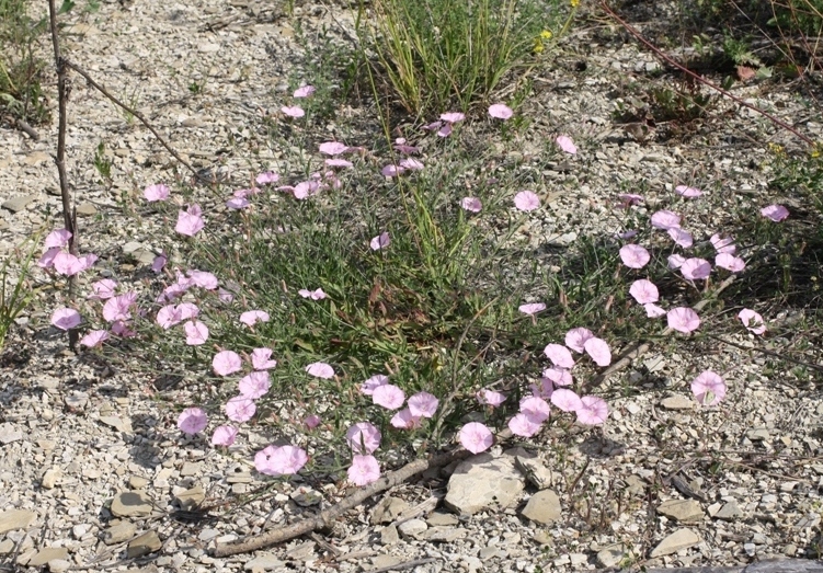 Image of Convolvulus cantabrica specimen.