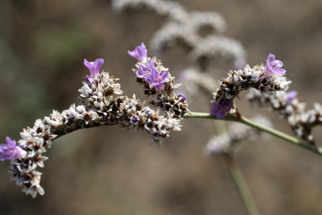 Image of Limonium reniforme specimen.
